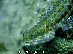Sharp teeth lizard fish (Synodus synodus).  by Jun Tagama 